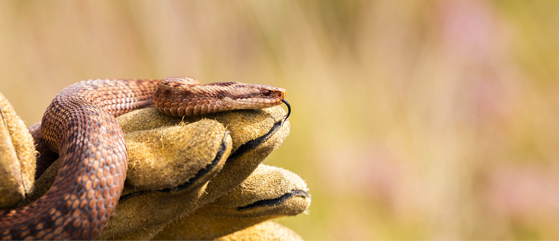 Adder in de Meinweg