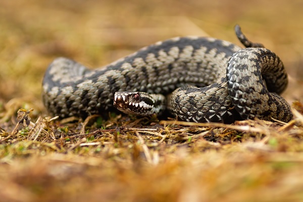 Adder ligt opgekruld op de grond