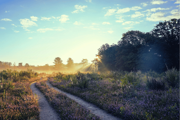 Het Leudal met bloeidende heide