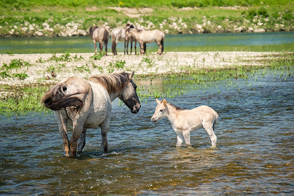 Koninkpaarden en een veulen