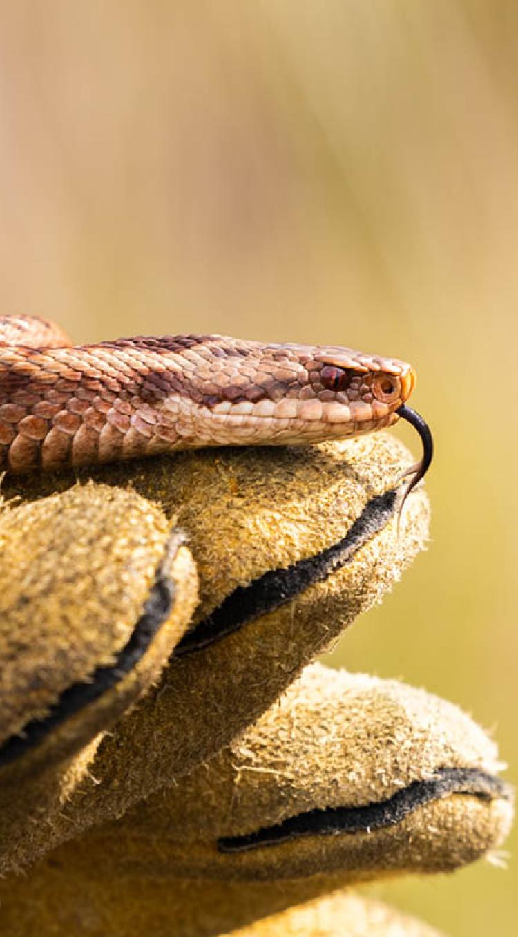 Adder in de Meinweg